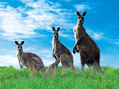 走遍澳大利亚,悉尼,珀斯,凯恩斯,墨尔本,袋鼠岛,堪培拉游,澳大利亚